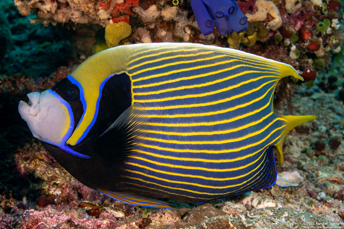 Pomacanthus imperator (Emperor Angelfish)