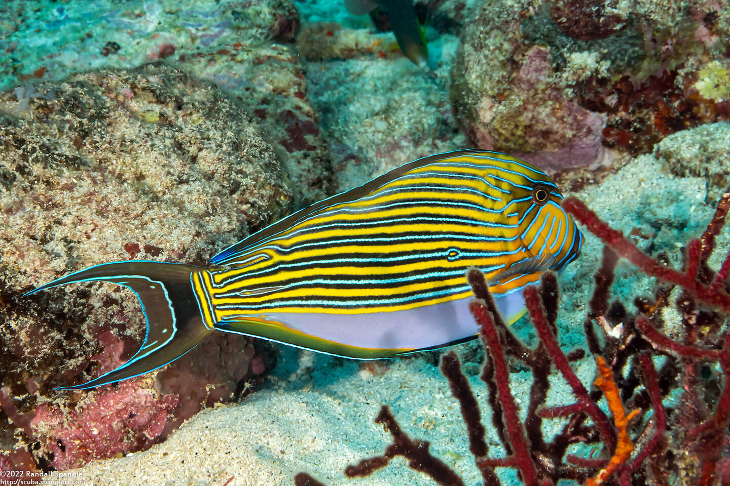 Acanthurus lineatus (Striped Surgeonfish)
