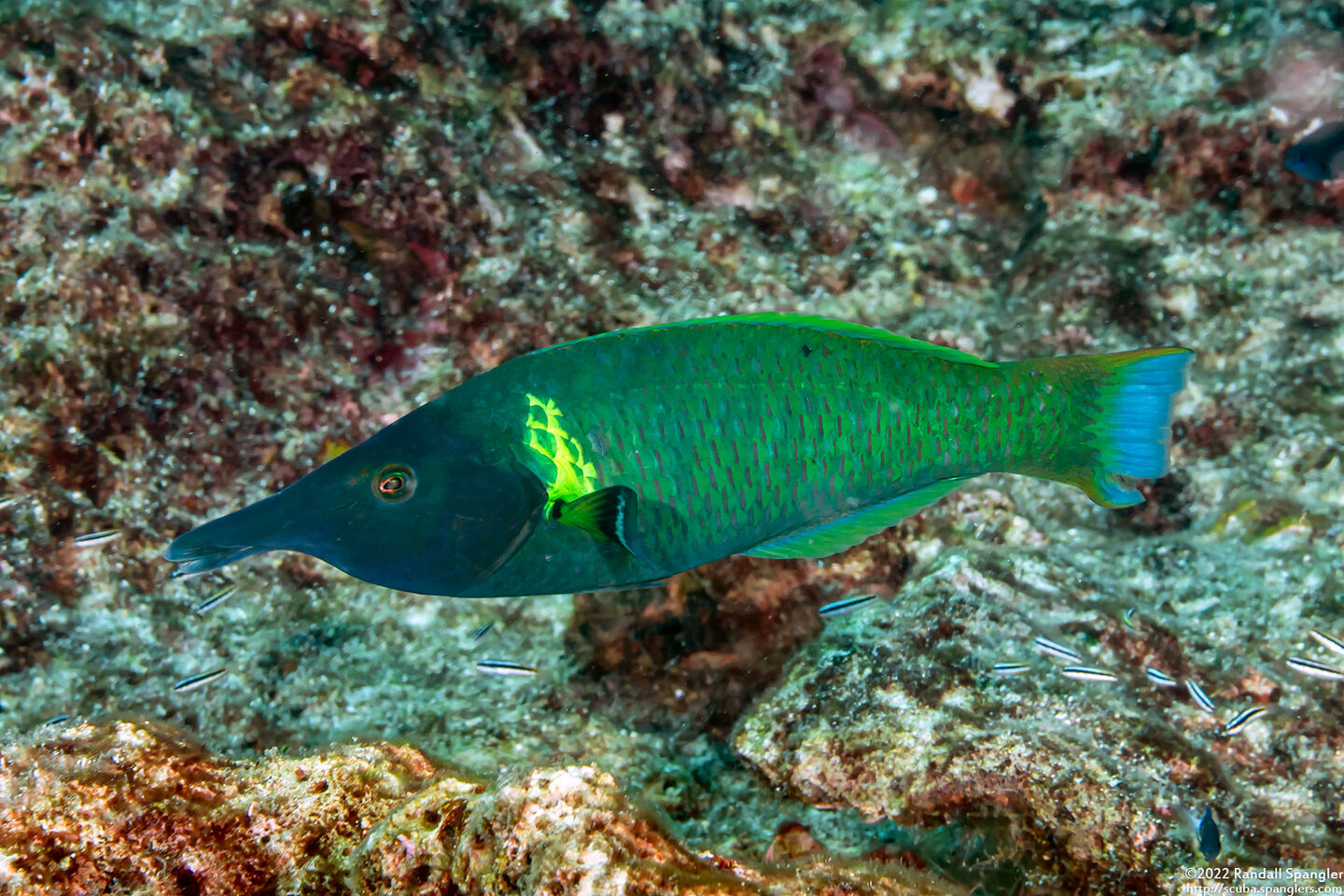 Gomphosus varius (Bird Wrasse)