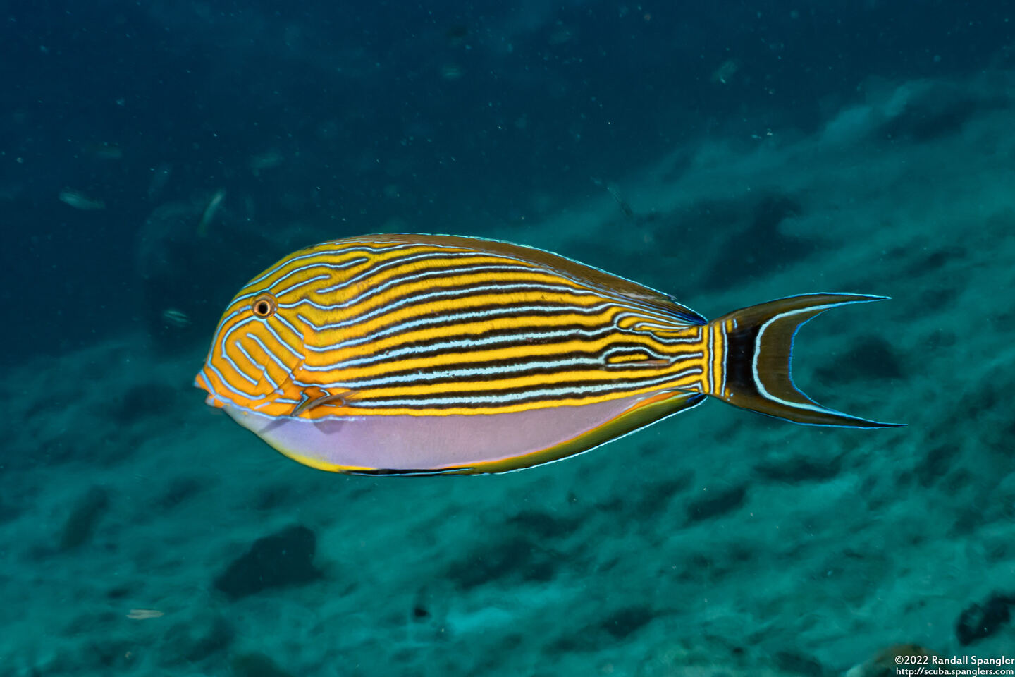 Acanthurus lineatus (Striped Surgeonfish)
