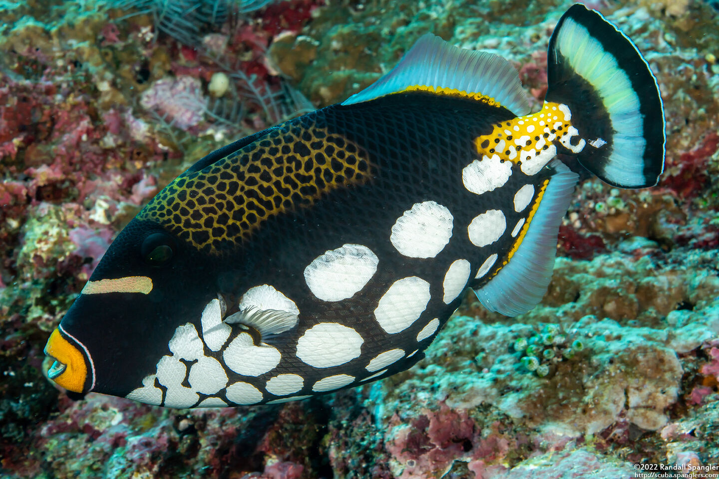 Balistoides conspicillum (Clown Triggerfish)