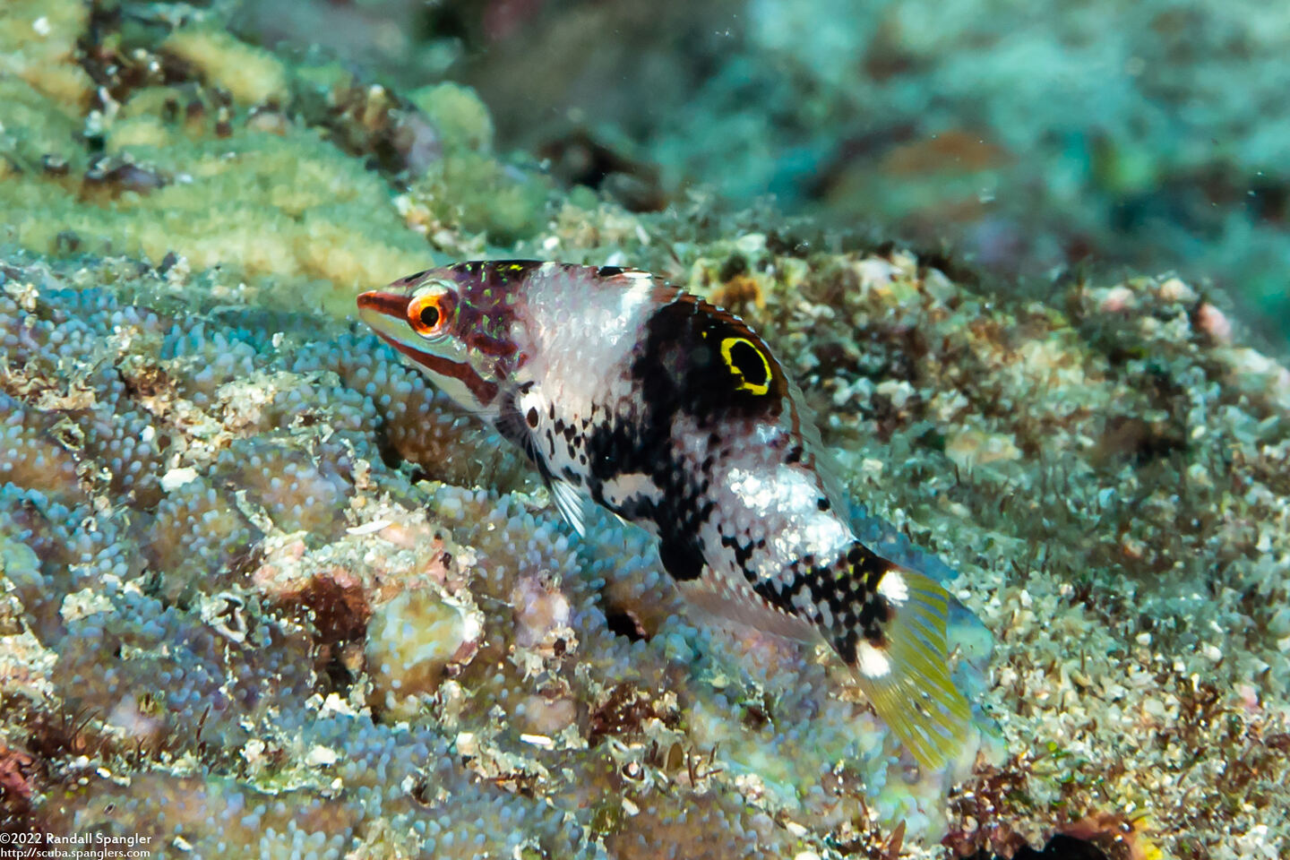 Halichoeres hortulanus (Checkerboard Wrasse)