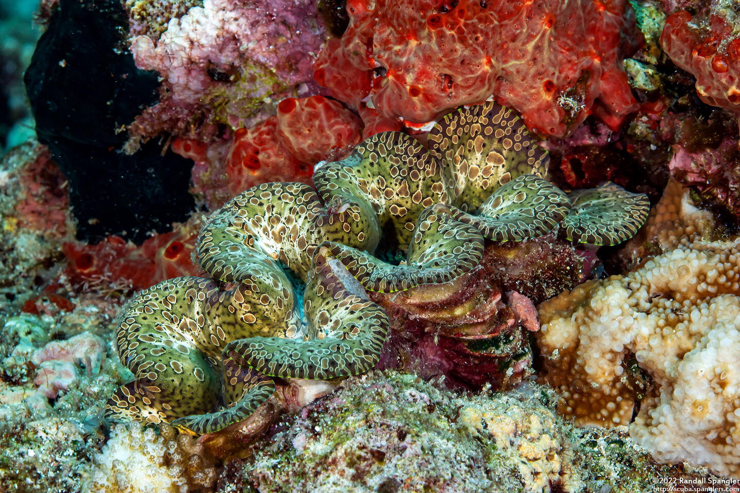 Tridacna squamosa (Fluted Giant Clam)