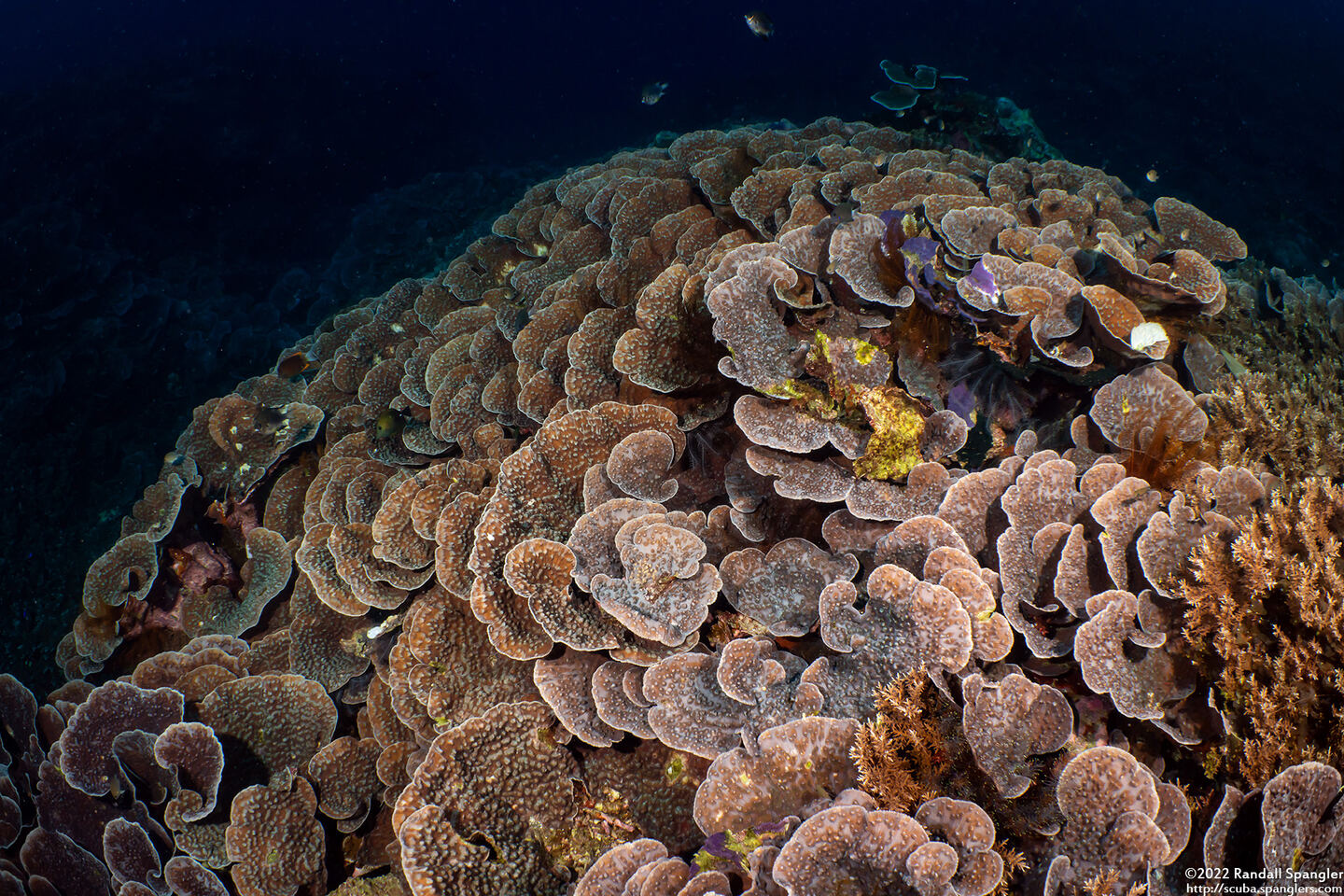 Echinopora lamellosa (Folded Echinopora)