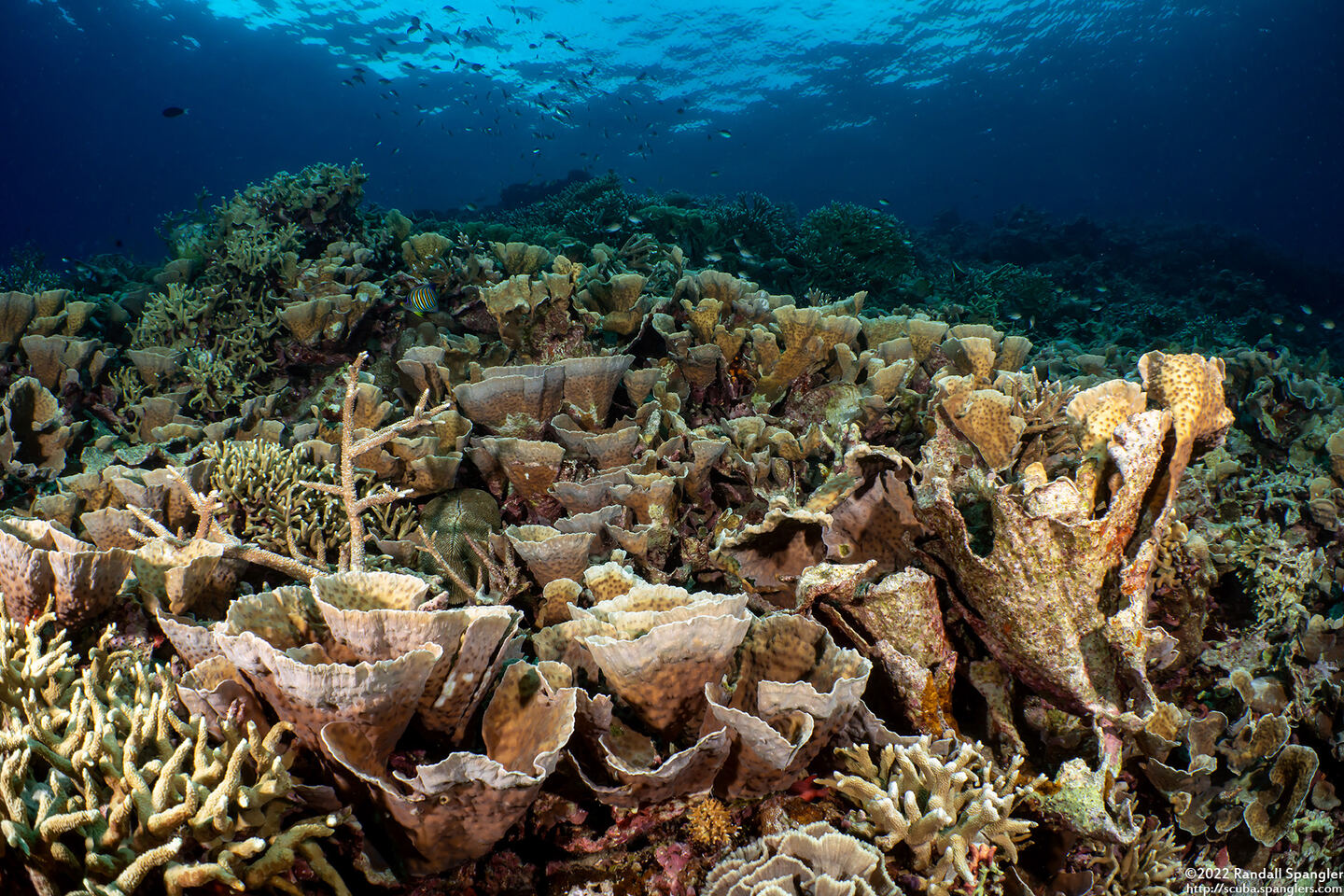 Echinopora lamellosa (Folded Echinopora)