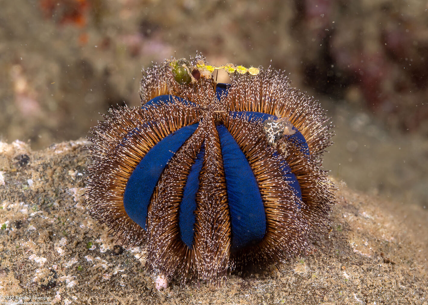 Mespilia globulus (Globe Urchin)