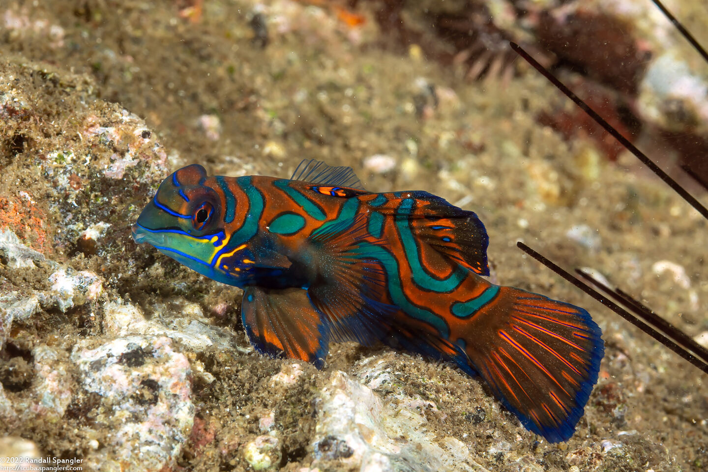 Synchiropus splendidus (Mandarinfish)