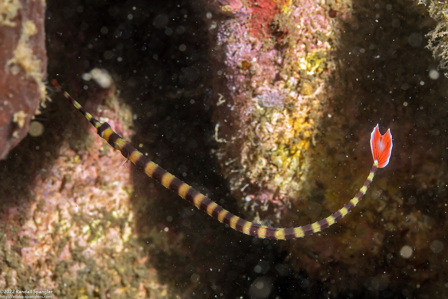 Dunckerocampus dactyliophorus (Ringed Pipefish)