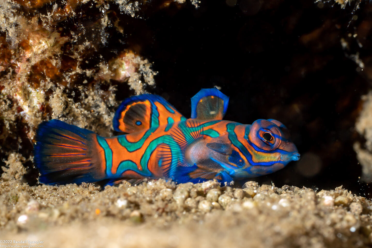 Synchiropus splendidus (Mandarinfish)