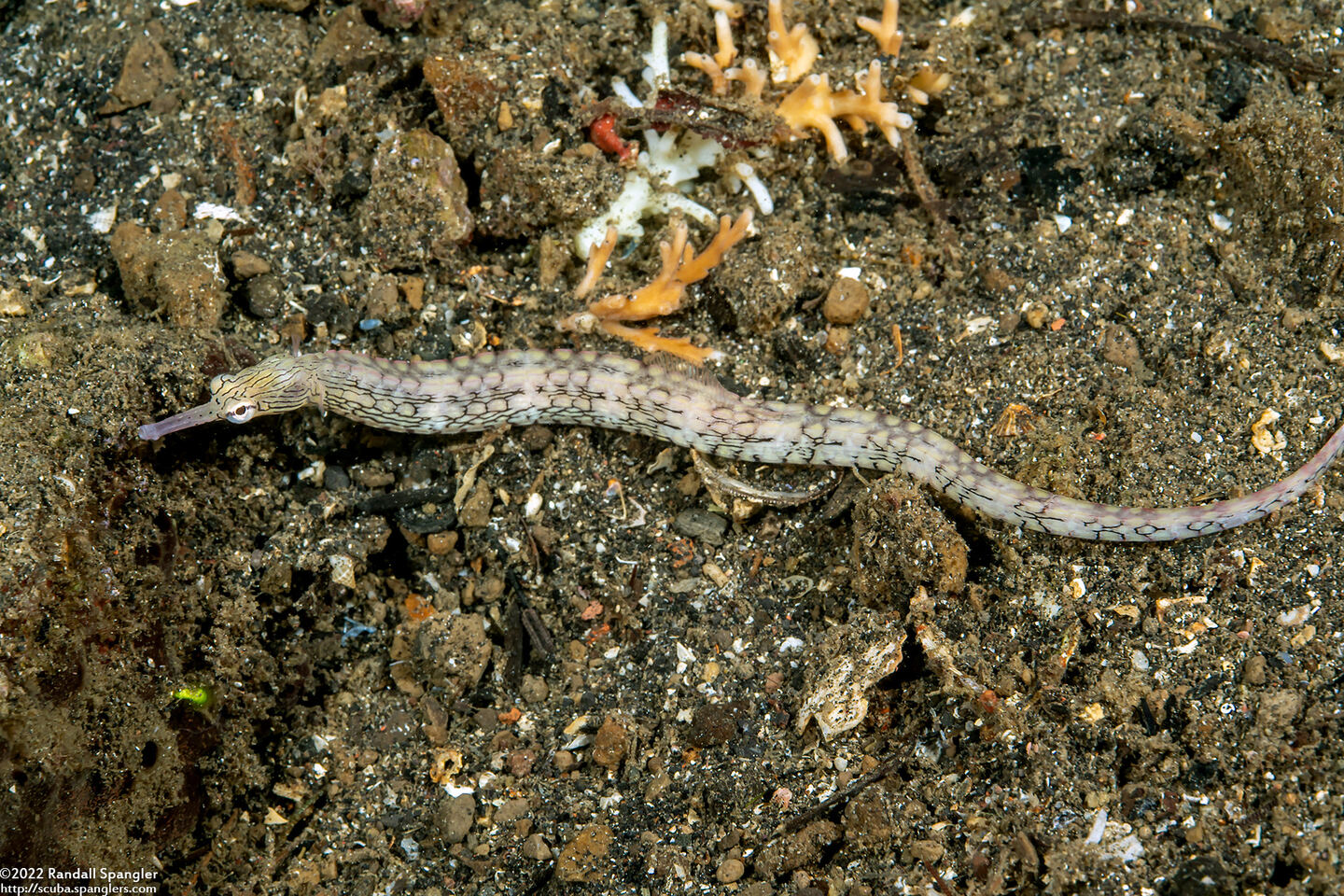Corythoichthys haematopterus (Reeftop Pipefish)