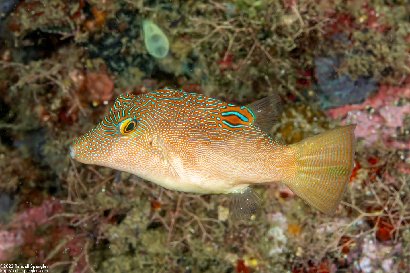 Canthigaster compressa (Fingerprint Toby)