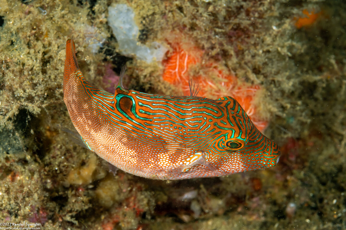 Canthigaster compressa (Fingerprint Toby)
