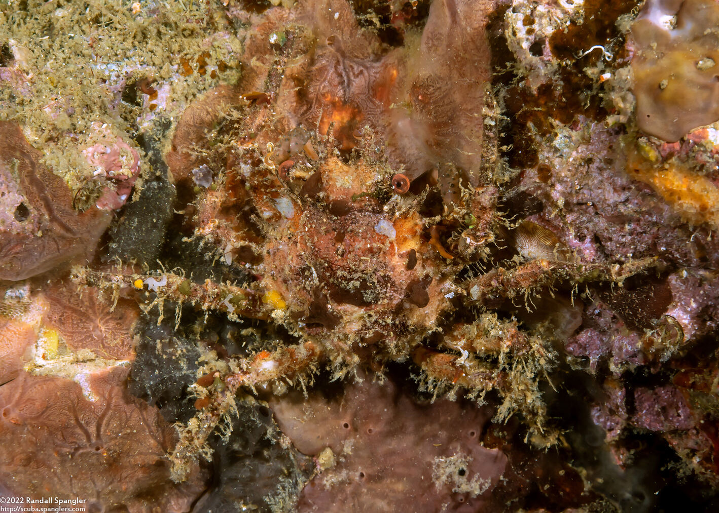 Pseudopalicus sp.1 (White-Spotted Pseudopalicus)