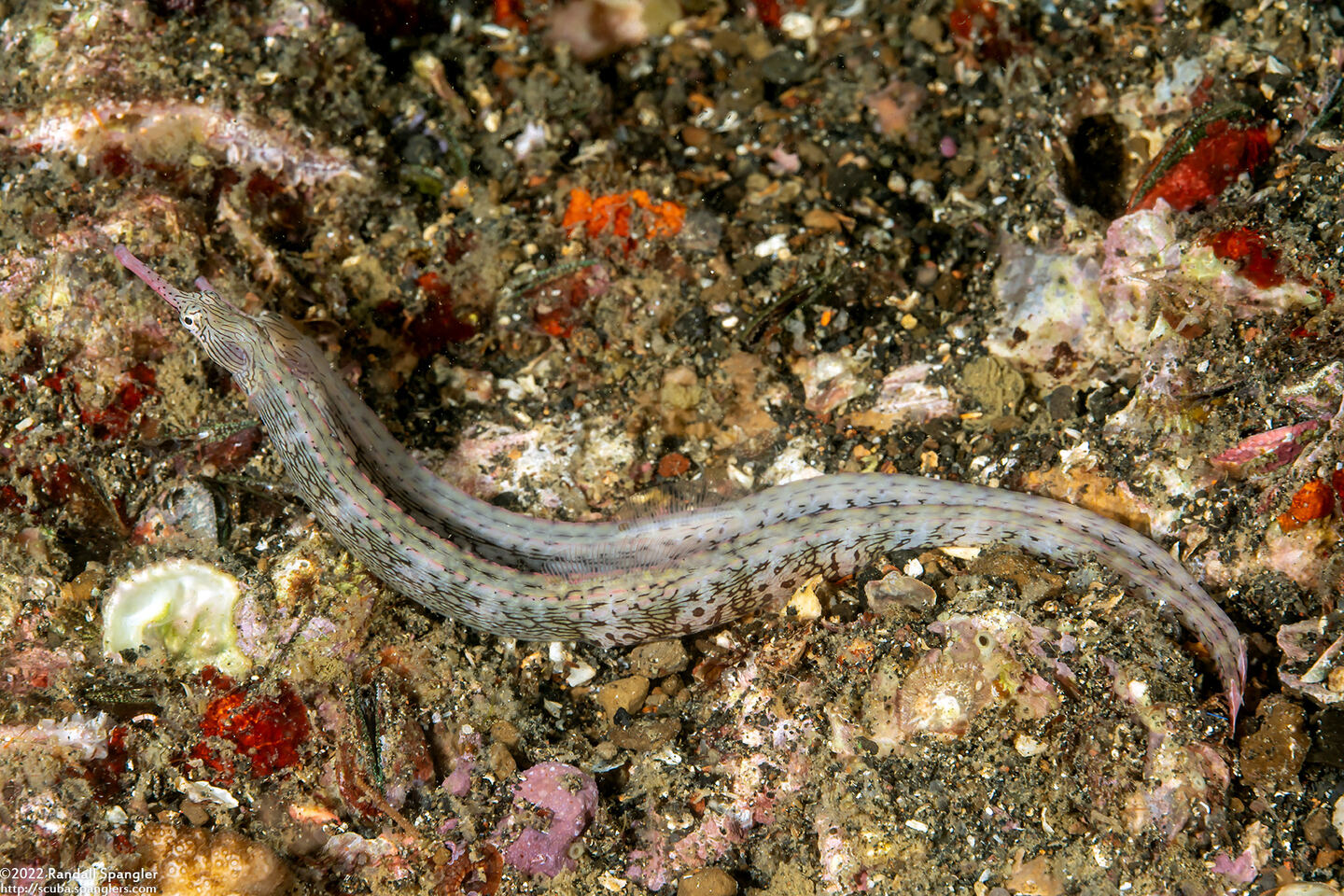 Corythoichthys haematopterus (Reeftop Pipefish)