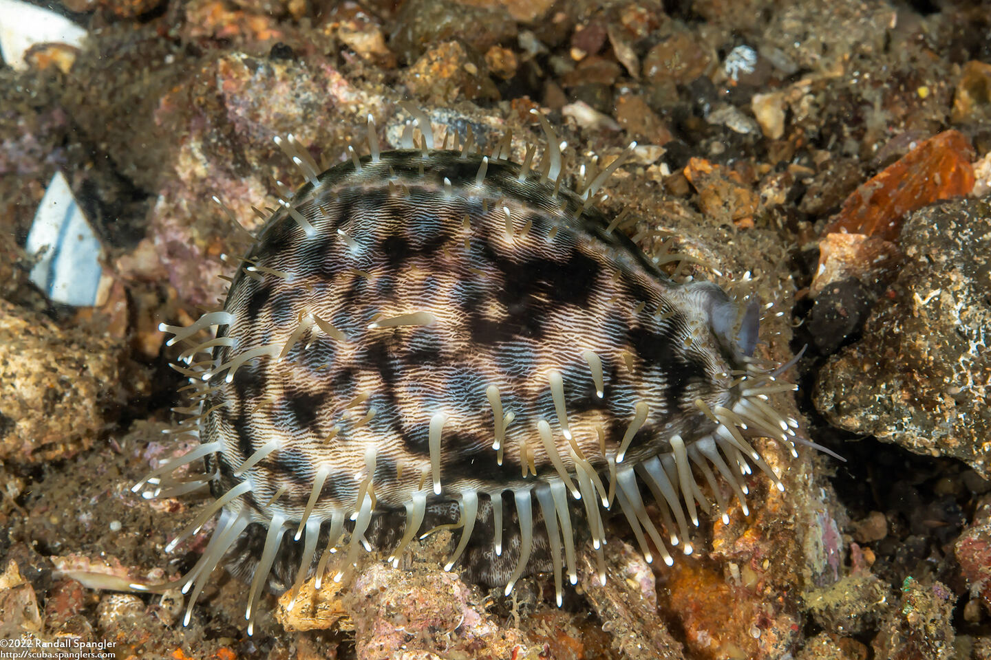 Cypraea tigris (Tiger Cowry)