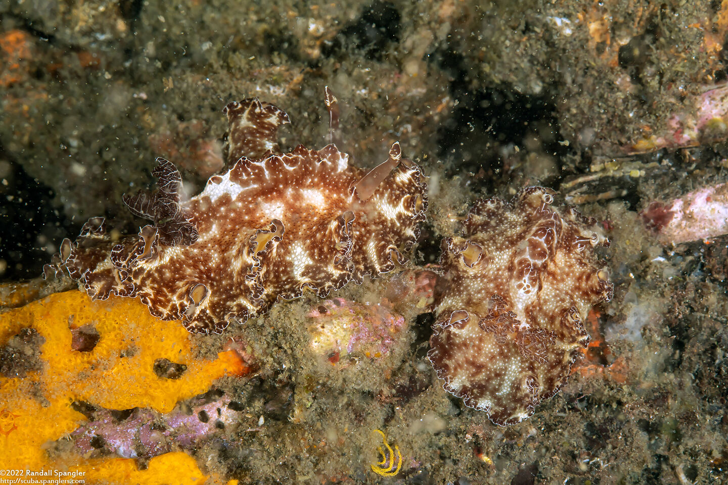 Discodoris boholiensis (Bohol Discodoris)