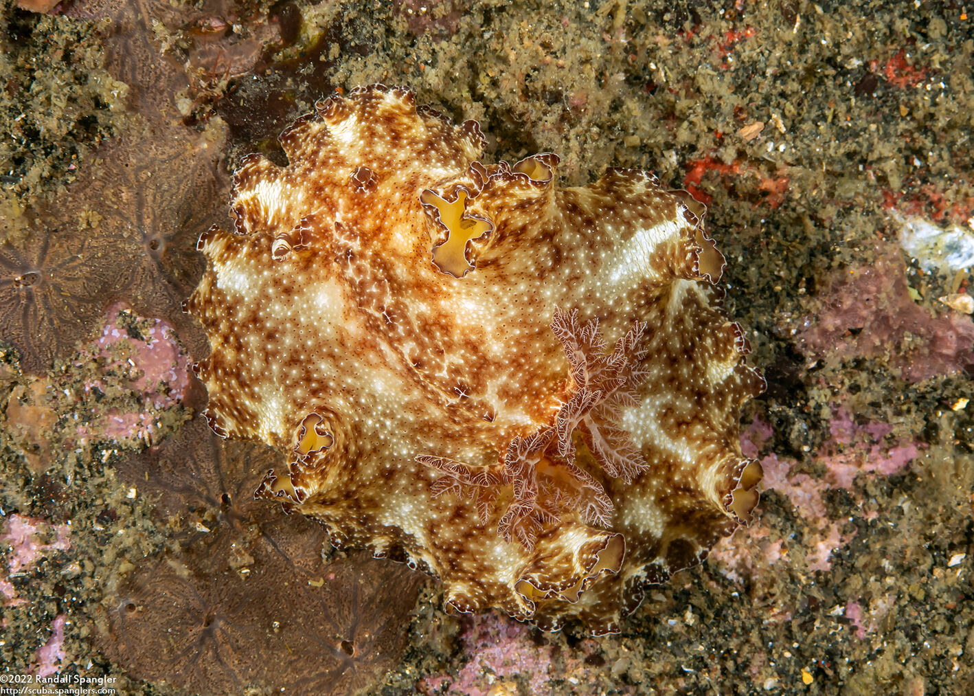 Discodoris boholiensis (Bohol Discodoris)