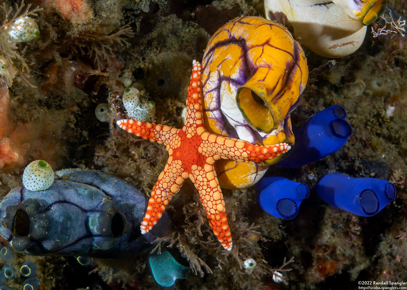 Fromia monilis (Peppermint Sea Star)