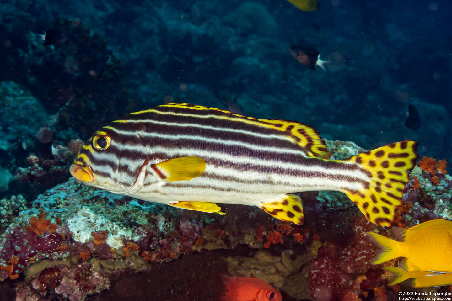 Plectorhinchus vittatus (Oriental Sweetlips)