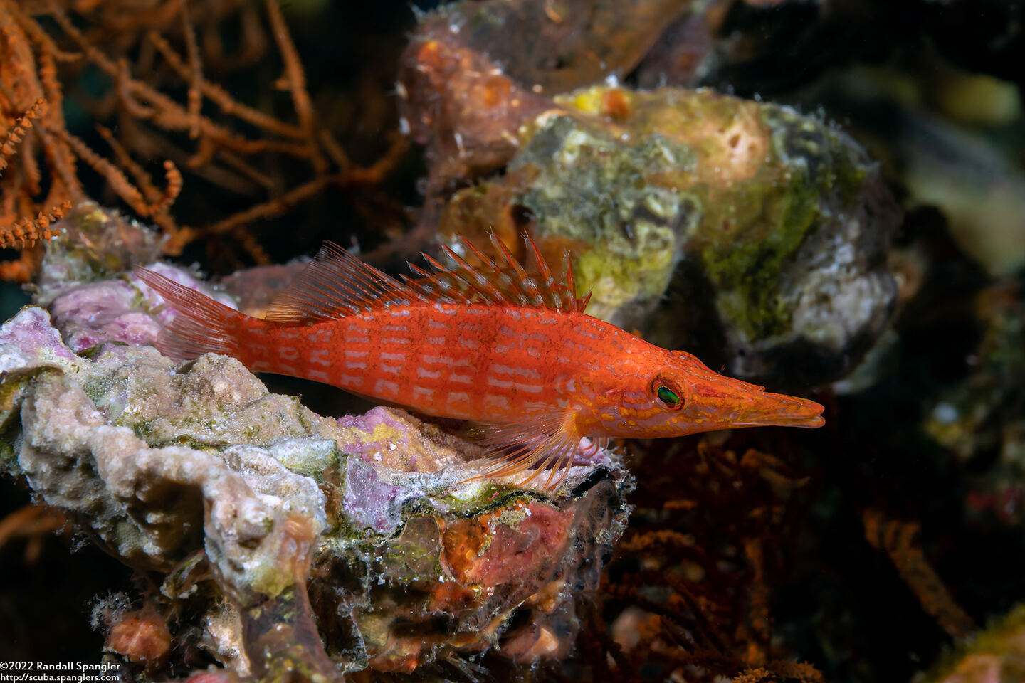 Oxycirrhites typus (Longnose Hawkfish)