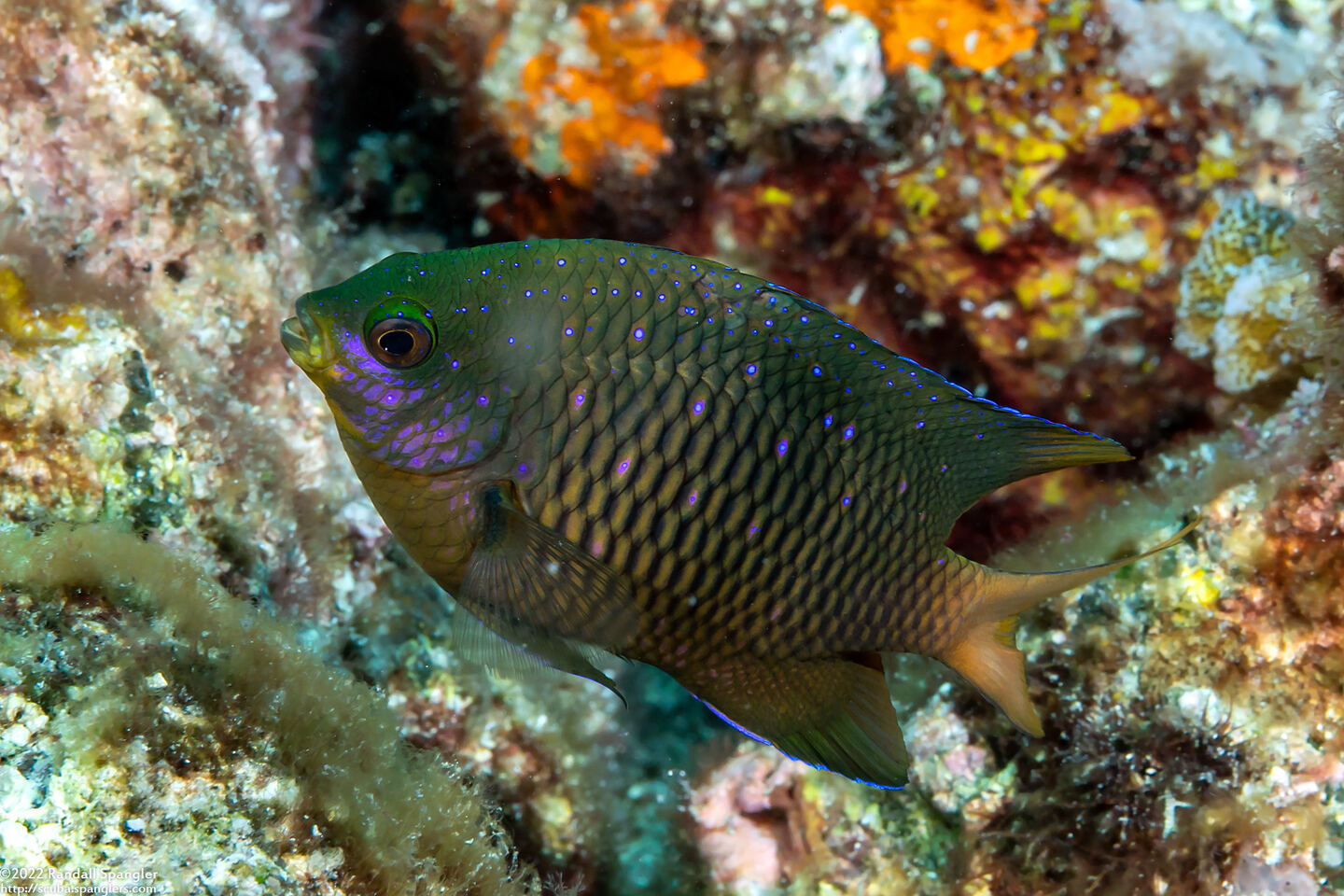 Plectroglyphidodon lacrymatus (Jewel Damsel)