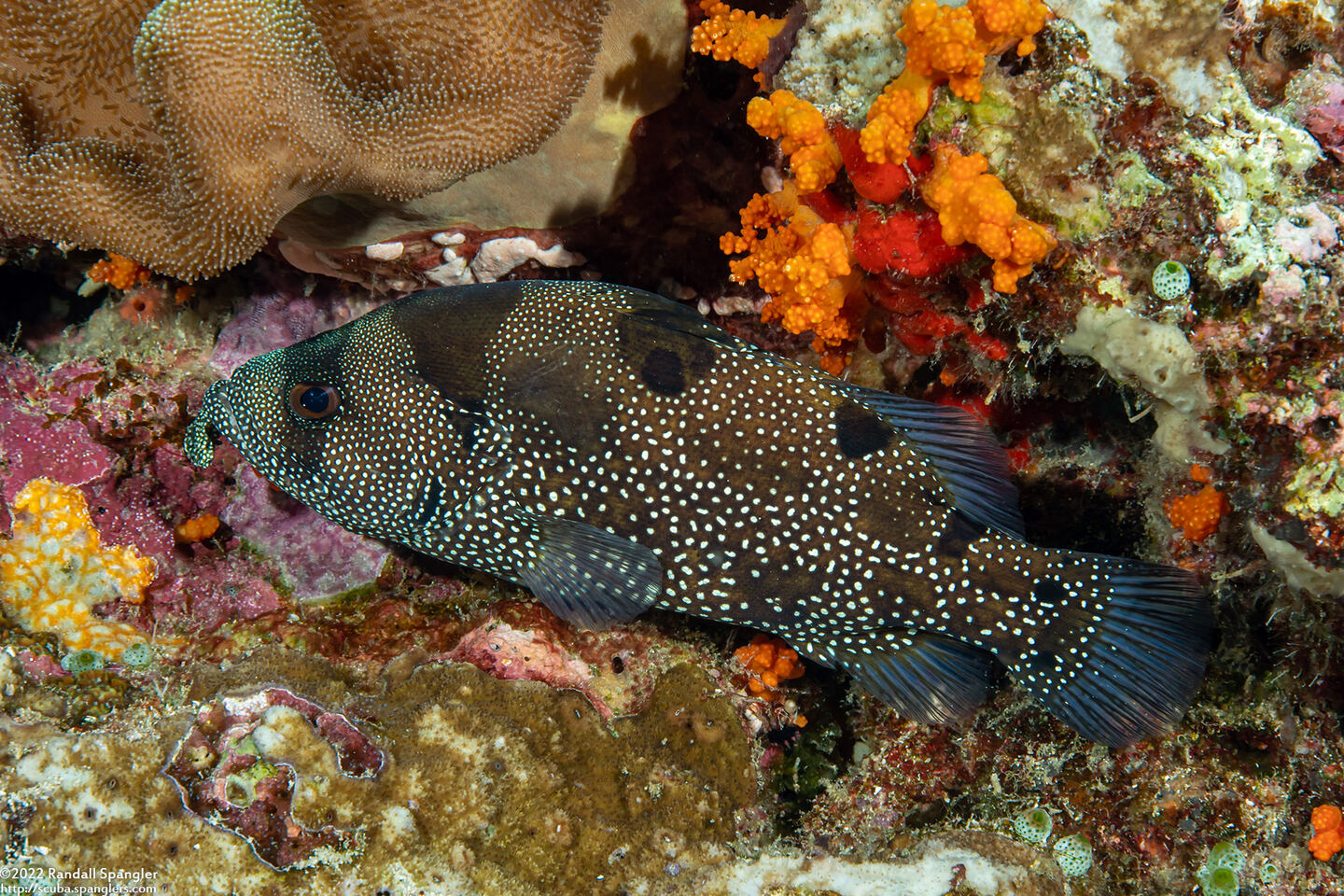 Pogonoperca punctata (Spotted Soapfish)