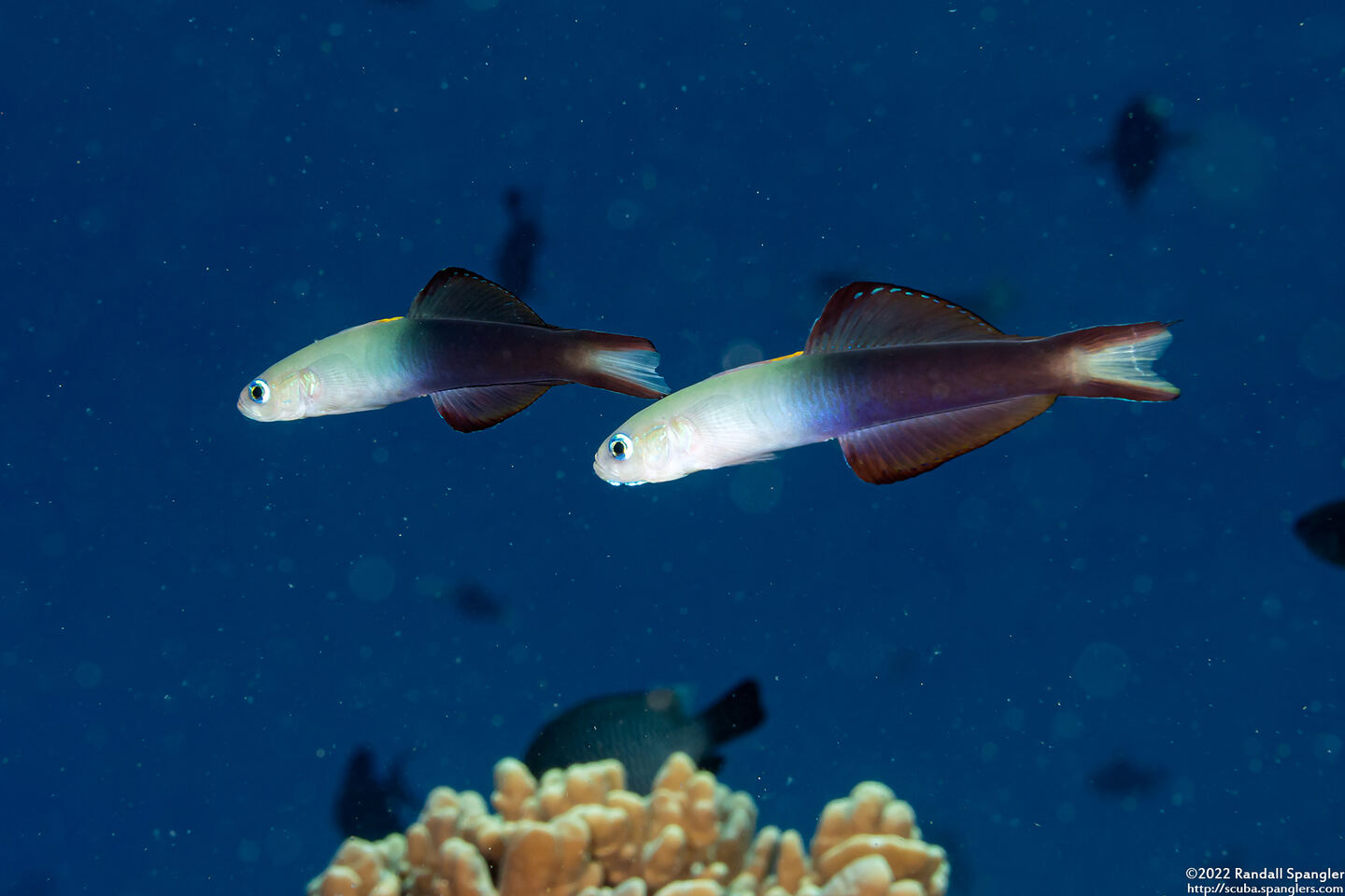 Ptereleotris evides (Twotone Dartfish)