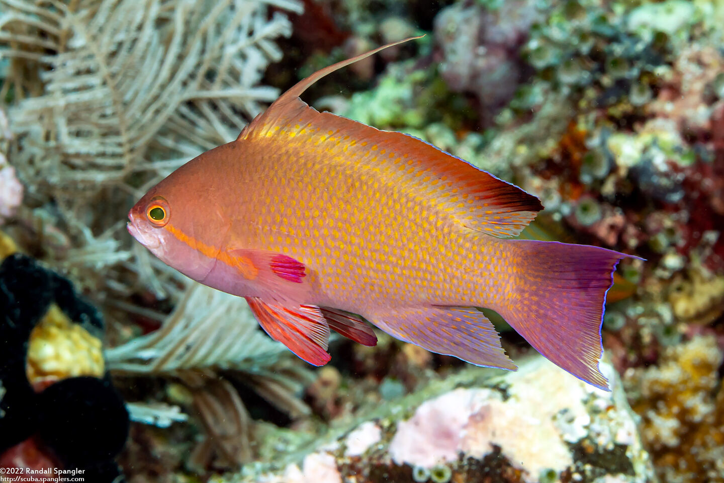 Pseudanthias squamipinnis (Scalefin Anthias)