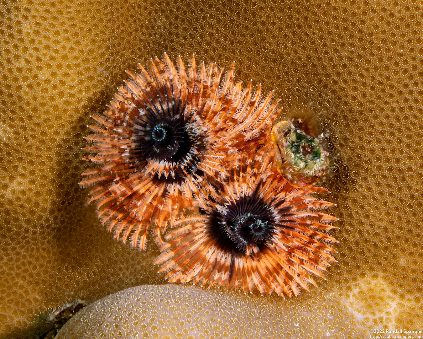 Spirobranchus sp.1 (Christmas Tree Worm)