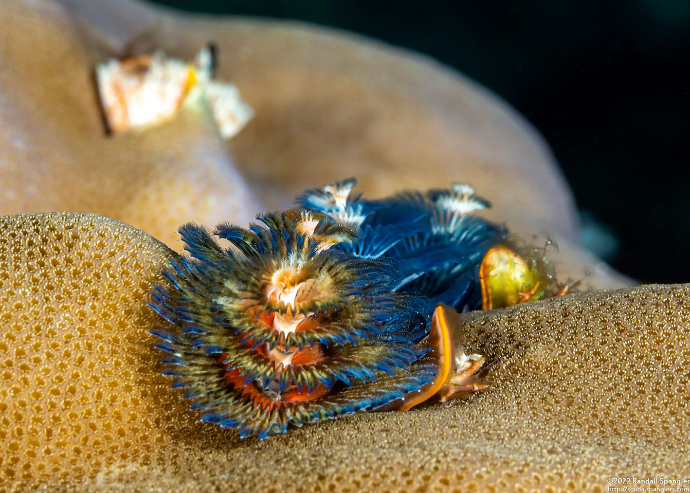 Spirobranchus sp.1 (Christmas Tree Worm)
