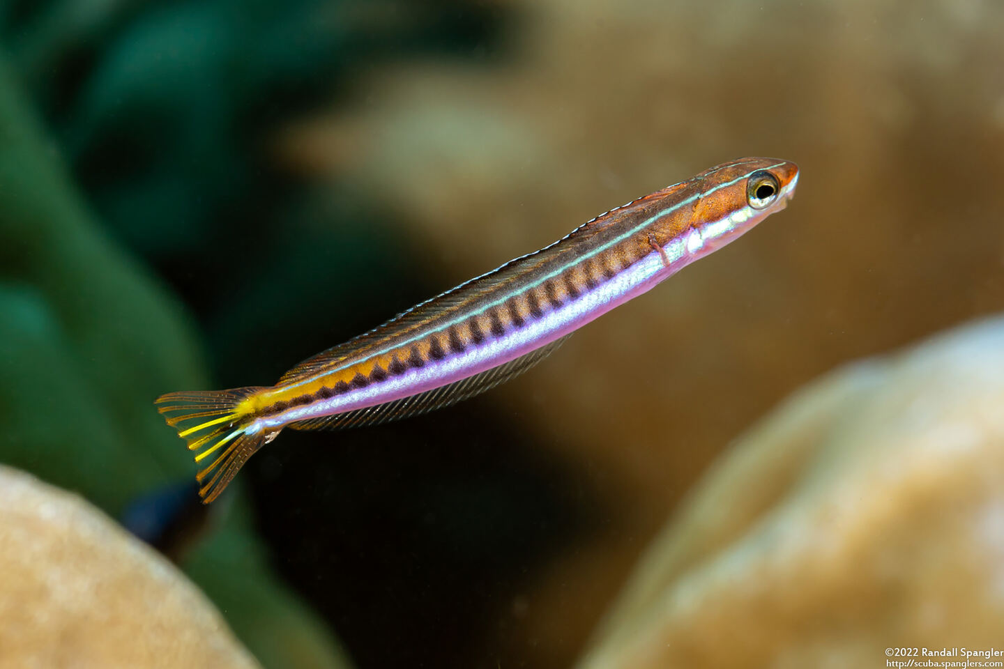 Plagiotremus tapeinosoma (Piano Fangblenny)