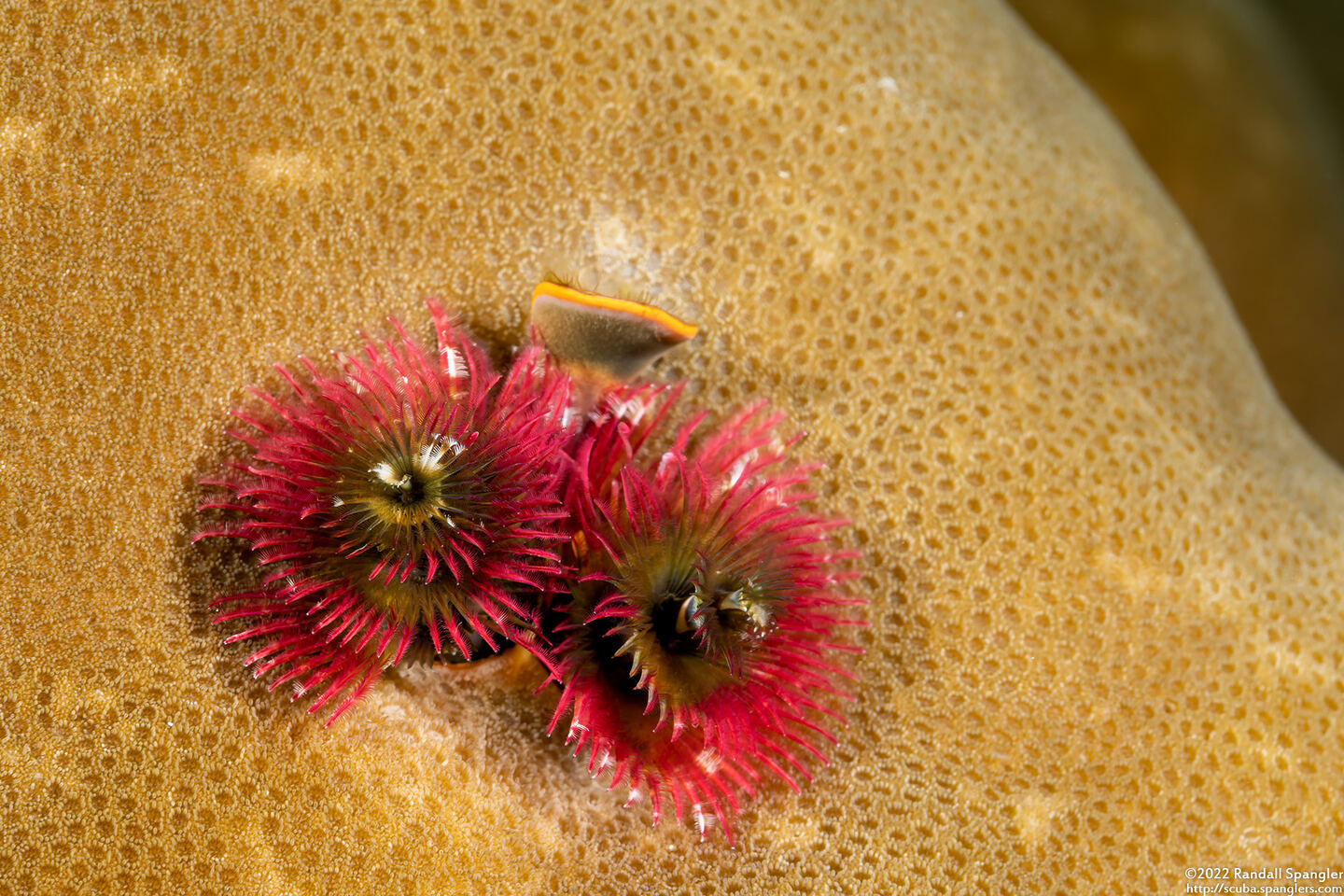Spirobranchus sp.1 (Christmas Tree Worm)
