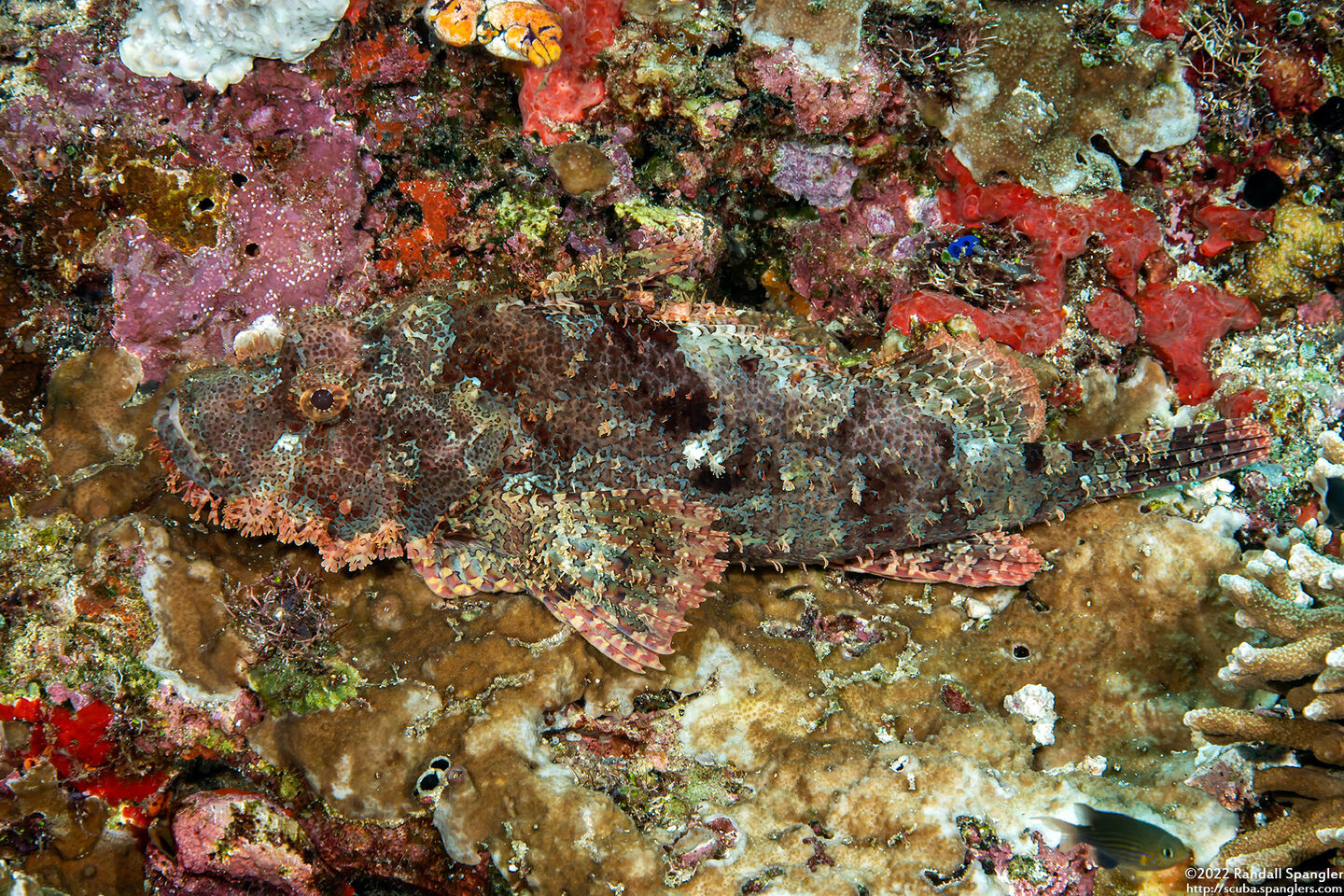 Scorpaenopsis oxycephala (Tasseled Scorpionfish)