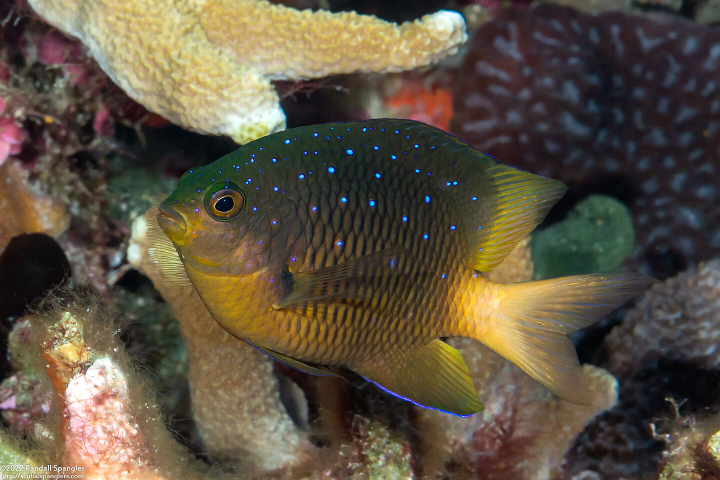 Plectroglyphidodon lacrymatus (Jewel Damsel)