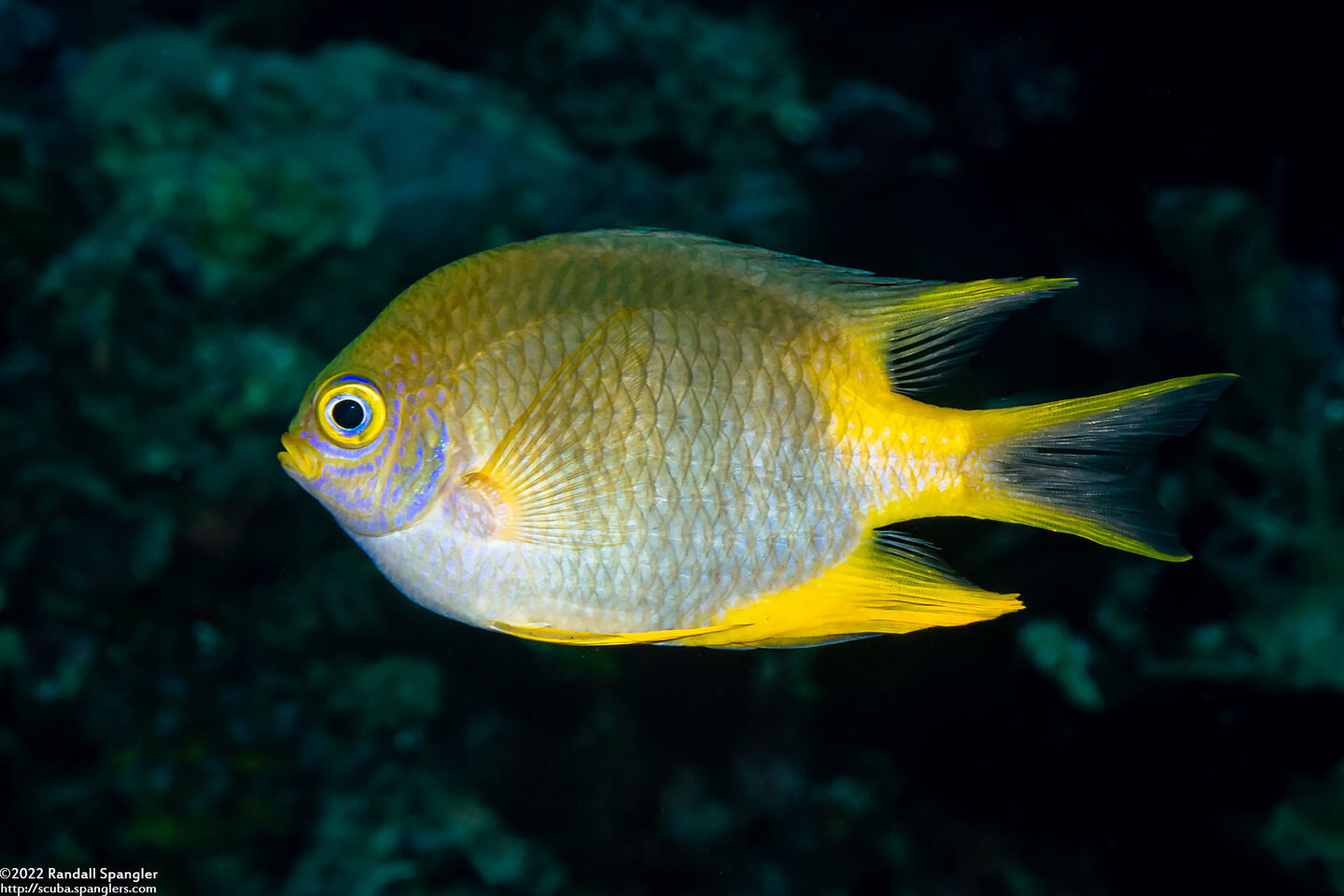 Amblyglyphidodon aureus (Golden Damsel)