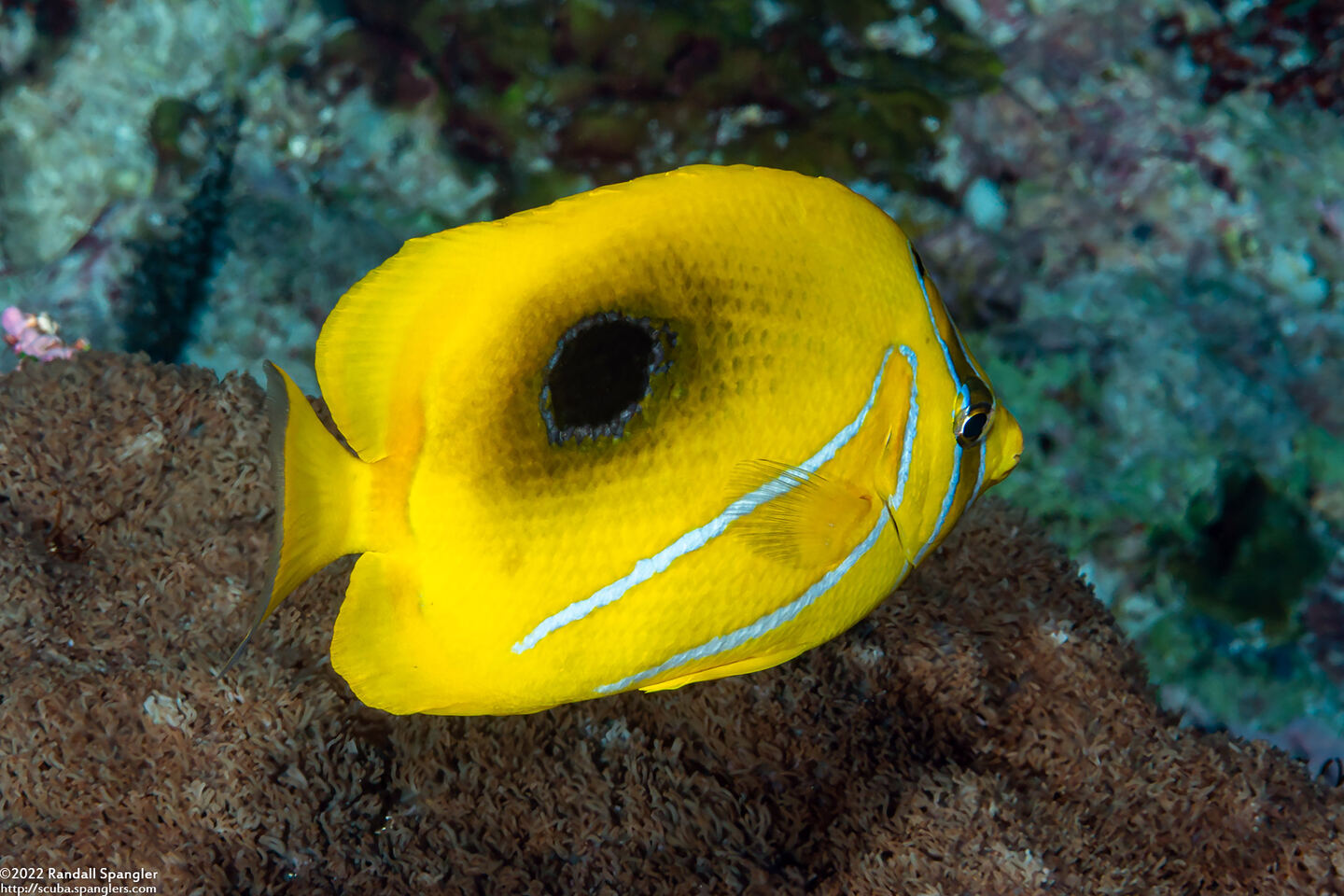 Chaetodon bennetti (Eclipse Butterflyfish)