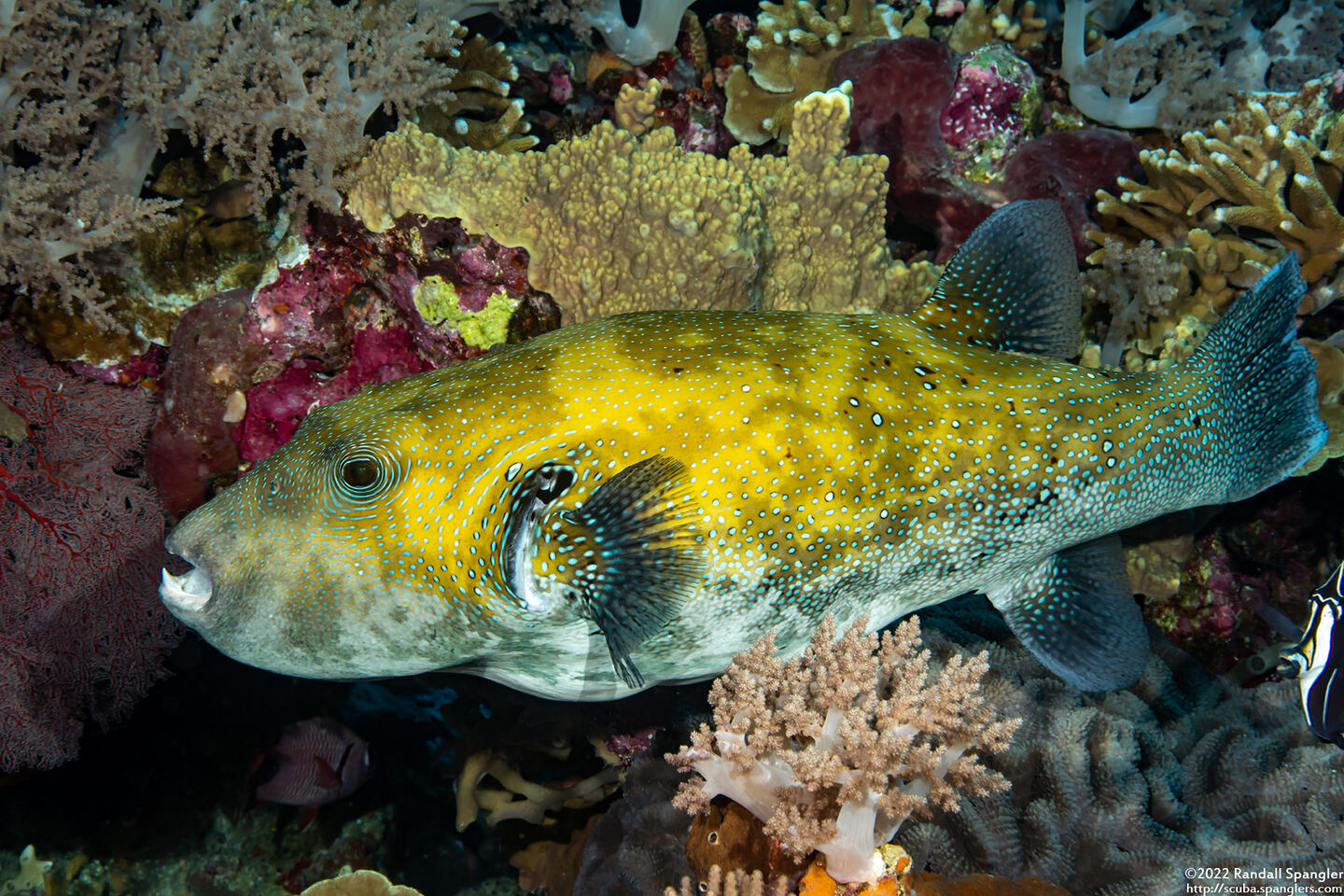 Arothron caeruleopunctatus (Blue-Spotted Puffer)