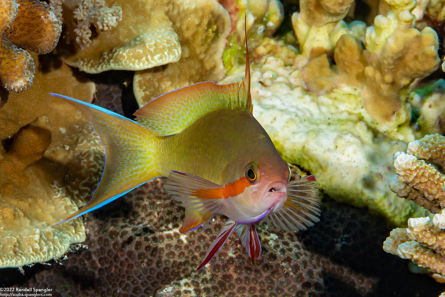 Pseudanthias huchtii (Threadfin Anthias)