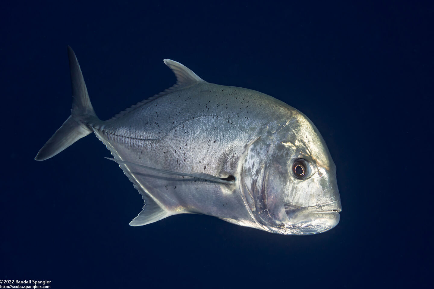 Caranx ignobilis (Giant Trevally)