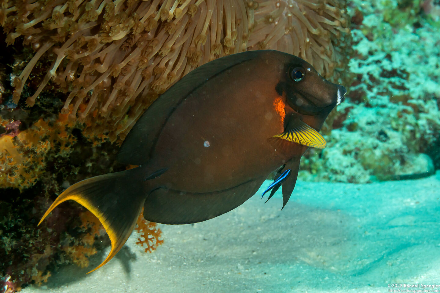 Acanthurus pyroferus (Mimic Surgeonfish)
