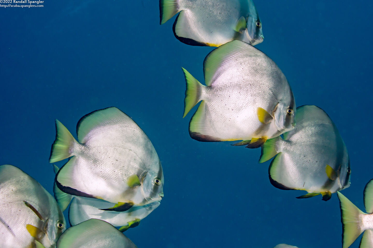 Platax orbicularis (Circular Spadefish)