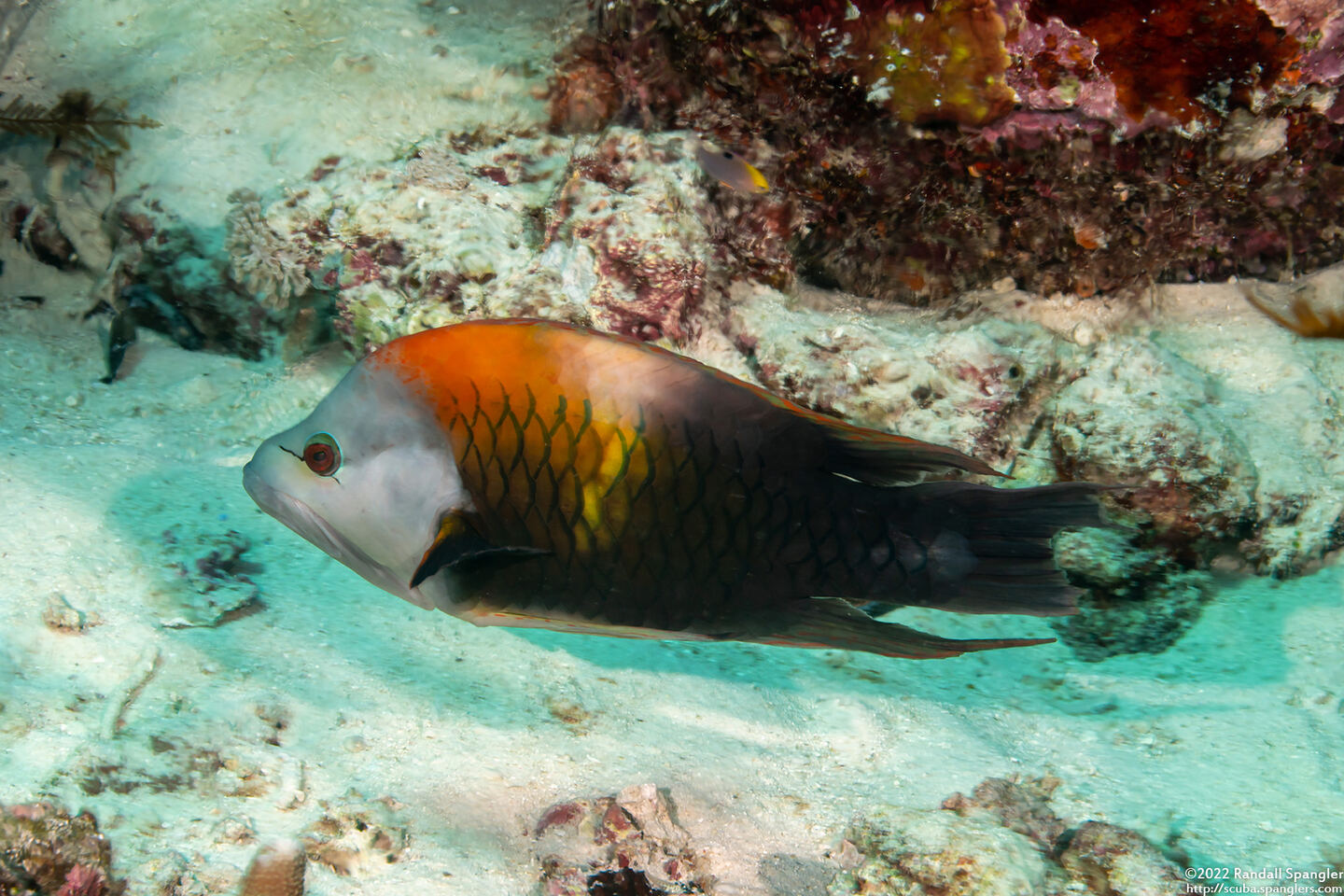 Epibulus insidiator (Slingjaw Wrasse)