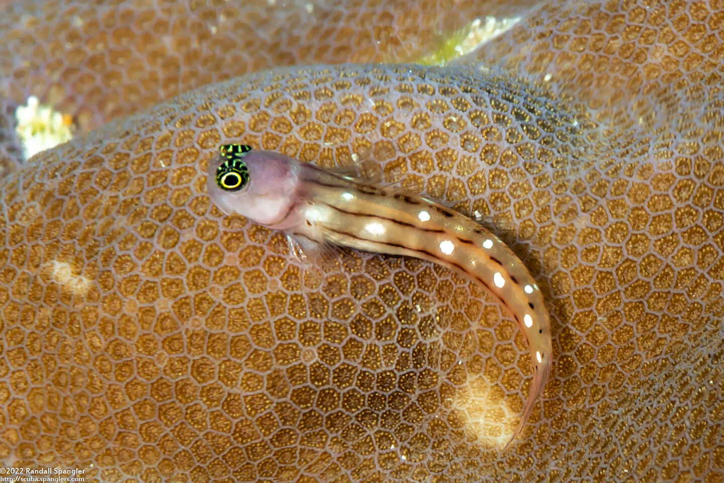 Ecsenius trilineatus (Three-Lined Coralblenny)