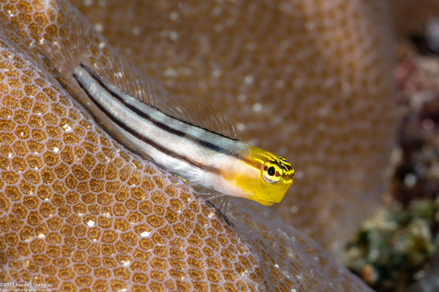 Ecsenius bathi (Bath's Coralblenny)