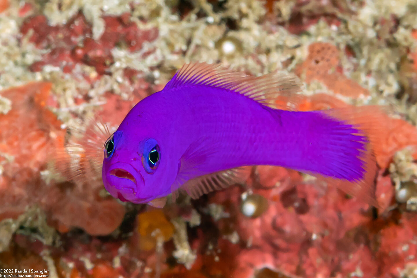 Pictichromis porphyrea (Magenta Dottyback)