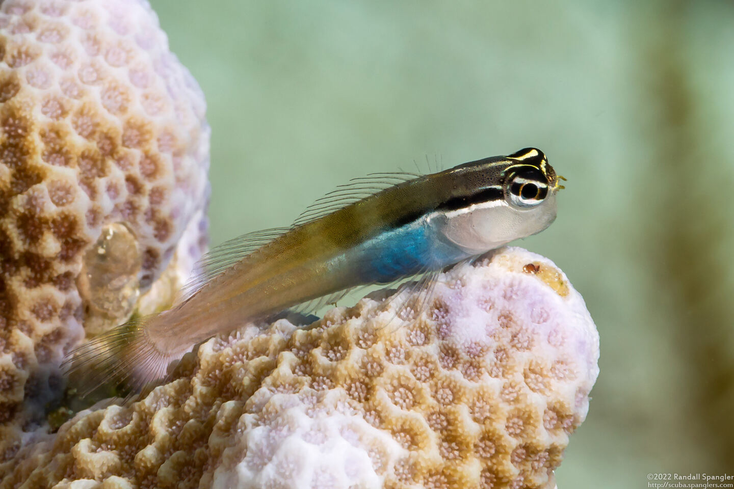Ecsenius bandanus (Banda Coralblenny)