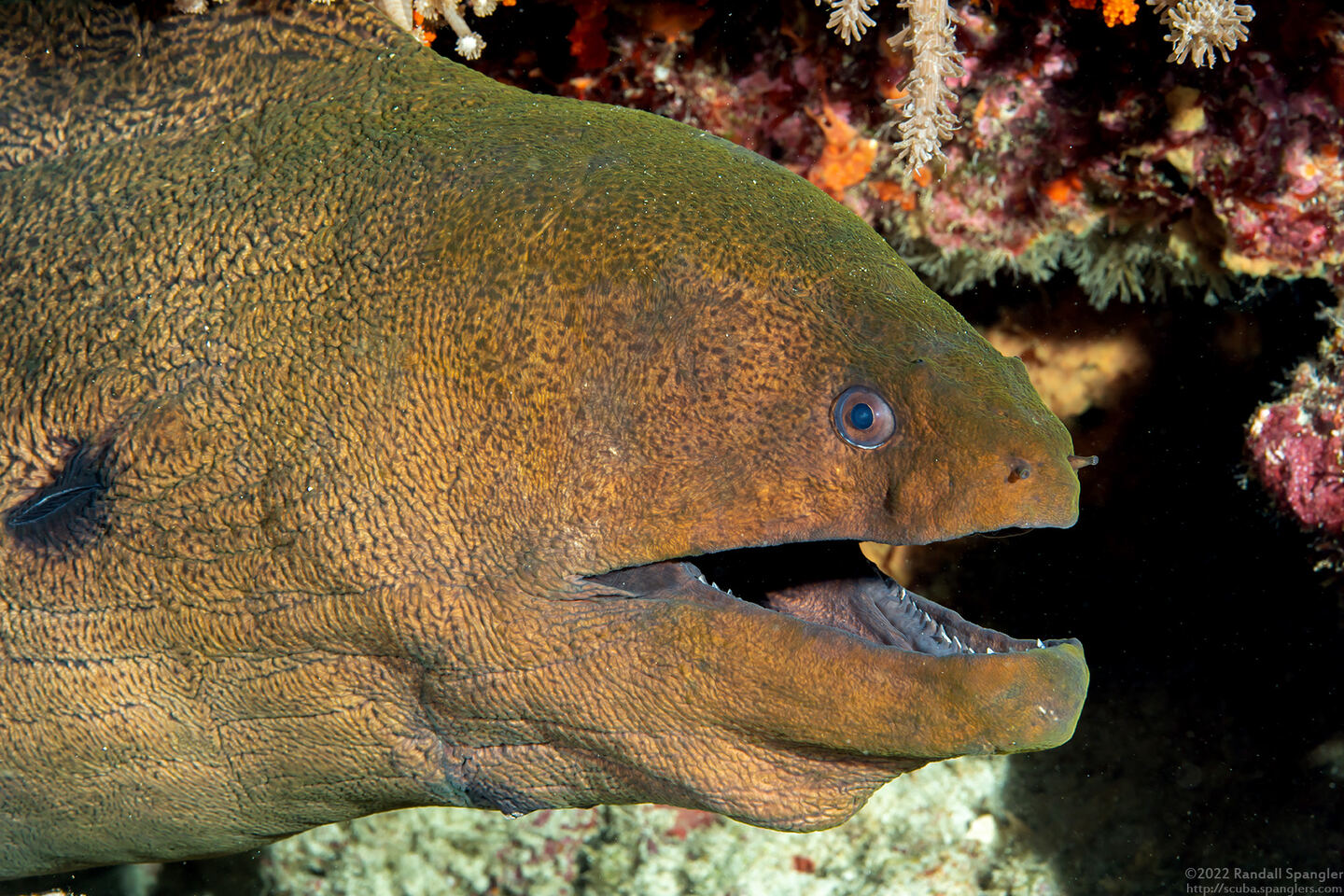 Gymnothorax javanicus (Giant Moray)