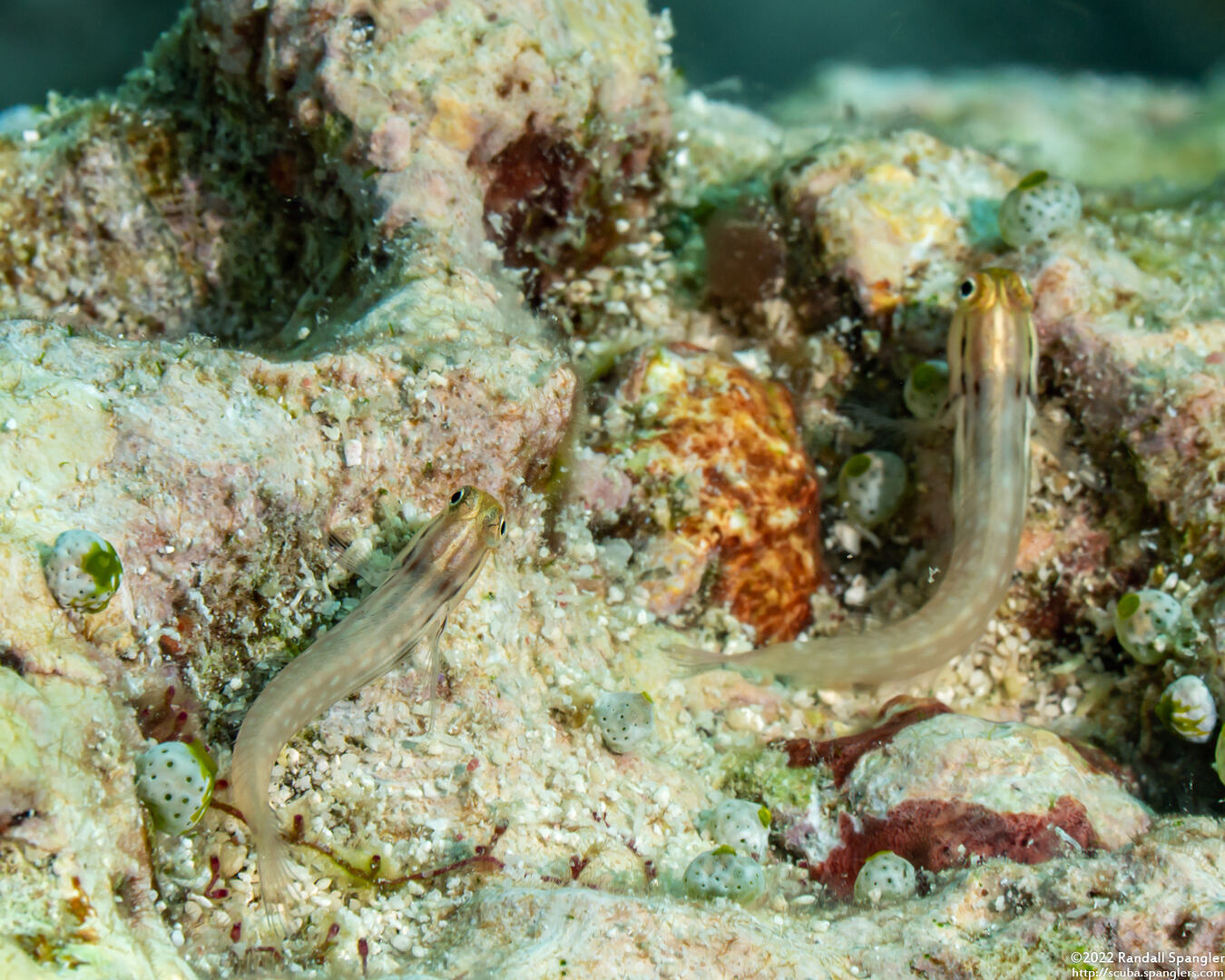 Ecsenius yaeyamaensis (Yaeyama Coralblenny)