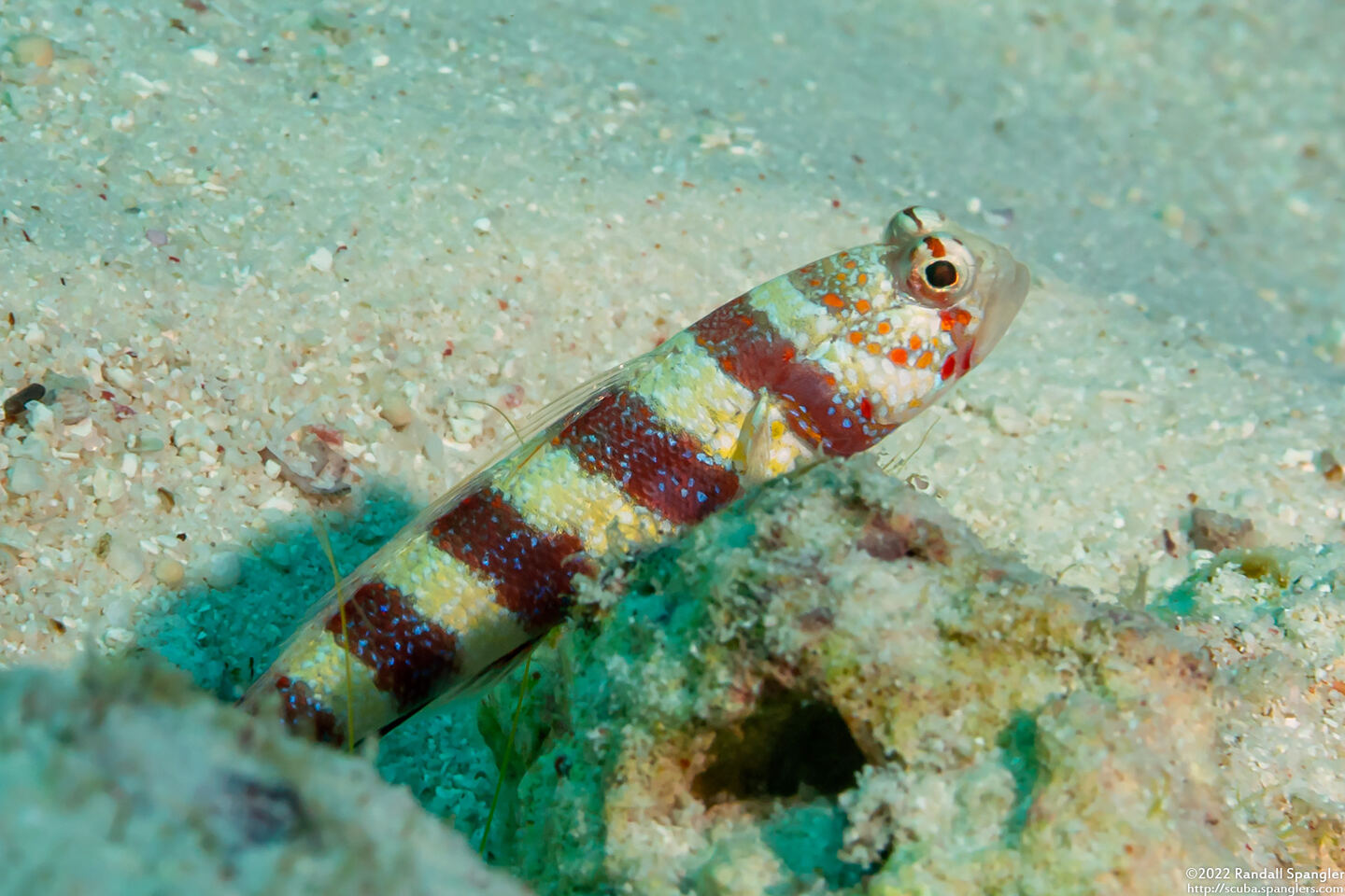 Amblyeleotris wheeleri (Gorgeous Shrimpgoby)