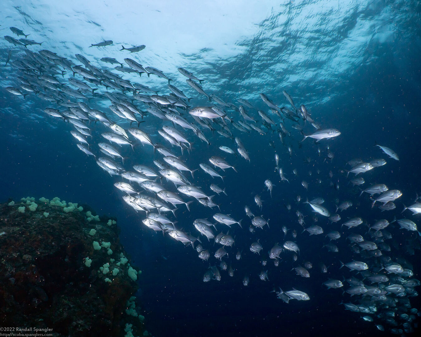 Caranx sexfasciatus (Bigeye Trevally)